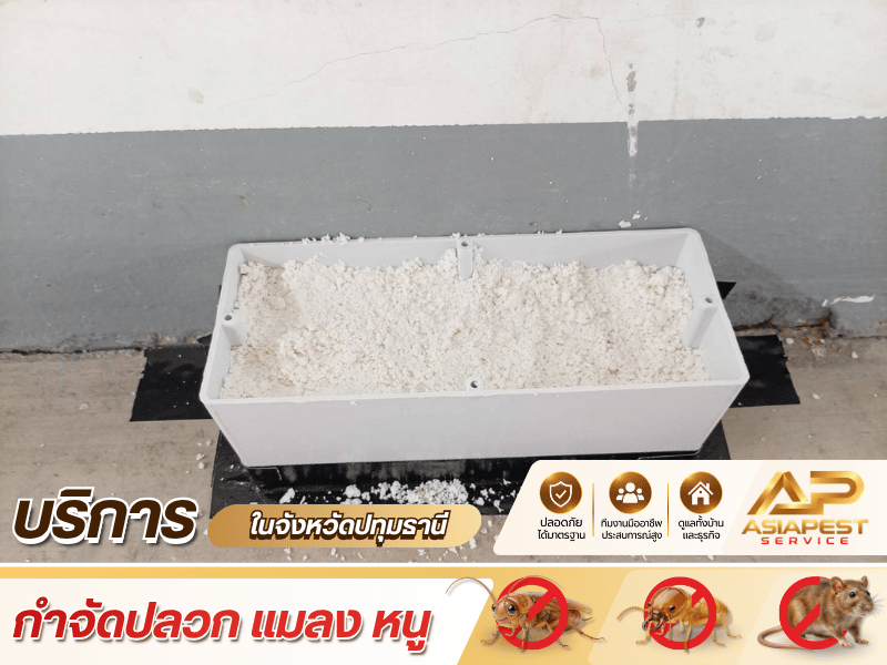 รับกำจัดแมลง ปทุมธานี รับกำจัดแมลง ปทุมธานี